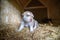 Week old newborn terrier puppies browsing around the doghouse