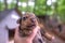 Week old newborn terrier puppies browsing around the doghouse