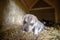 Week old newborn terrier puppies browsing around the doghouse