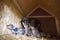 Week old newborn terrier puppies browsing around the doghouse
