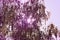 Weeping birch Betula alba pendula counterclockwise