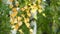 Weeping birch leaves beginning to turn yellow in early autumn