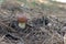 Weeping bolete. young and small mushroom