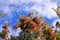 Weeping Bottle Brush flower against blue sky, Callistemon Viminalis