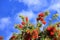Weeping Bottle Brush flower against blue sky, Callistemon Viminalis