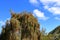 Weeping Bottle Brush flower against blue sky, Callistemon Viminalis