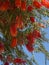 Weeping Bottle Brush flower against the blue sky, Callistemon Viminalis