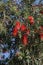 Weeping bottle brush, flowering tree native to Australia