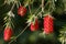 Weeping bottle brush red flower