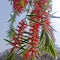 Weeping bottlebrush flowers