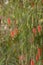 Weeping bottlebrush plant