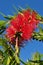 Weeping bottlebrush tree callistemon viminalis.