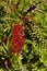 Weeping bottlebrush tree callistemon viminalis.