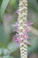 Weeping buddleja, Rostrinucula dependens, close-up pink flowers