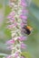 Weeping buddleja, Rostrinucula dependens, close-up with pink flowers with bumblebee