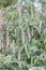 Weeping buddleja Rostrinucula dependens, flowering shrub