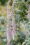 Weeping buddleja Rostrinucula dependens, pending pink flowers