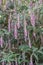 Weeping buddleja Rostrinucula dependens, pending pink flowers