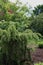 A Weeping Canadian Hemlock tree, Tsuga Canadensis, in an arboretum in Wisconsin in the summer