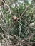 Weeping Capuchin monkey (Cebus nigrivittatus)