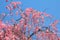 Weeping cherry blossoms