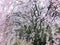 Weeping cherry blossoms