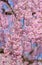 Weeping Cherry blossoms