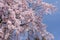 Weeping cherry blossoms