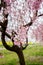 Weeping cherry blossoms and yellow nanohana field at Gongendo Park,Satte,Saitama,Japan.