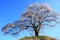 Weeping cherry tree