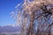 Weeping cherry tree and mountain