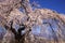 Weeping cherry tree and mountain