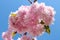 The weeping cherry tree PRUNUS KIKU SHIDARE grade blossoms in f