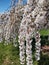 A weeping cherry tree, prunus snow showers in a garden