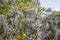 Weeping crab apple, Malus `Sun Rival`, in bloom. Branches covered with white blossom and pink buds. Tree foliage and blue sky in t