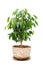 Weeping Fig (Ficus Benjamina) in Pot