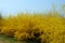 Weeping Forsythia