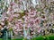 Weeping Japanese cherry tree