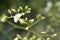 Weeping Japanese pagoda tree