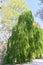Weeping Katsura tree Cercidiphyllum japonicum Pendulum