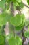 Weeping Katsura tree Cercidiphyllum japonicum Pendulum heart-shaped leaves