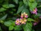 Weeping Lantana, Lantana camara cultivated as honey nectar rich bee plant
