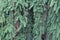 Weeping Norway spruce background texture