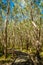 Weeping paperback Melaleuca Leucadendra around a boardwalk in Mackay