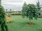 Weeping Pendula elm tree on green lawn. Landscape design decorative form. Dwarf habit dwarf form - botanical name is