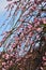 Weeping plum blossoms