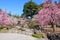 Weeping plum blossoms in the Shin-en garden of Jonangu shrine