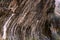 Weeping Rock, Zion National Park