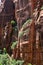 Weeping Rock, Zion National Park, USA