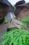 Weeping Rocks at Zion National Park, Utah